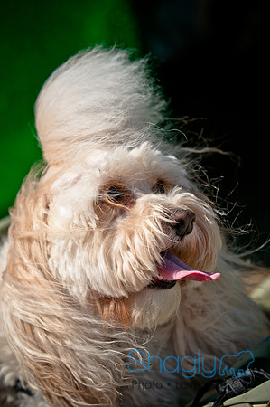 Richardson Pet Day 2010-83