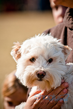 Richardson Pet Day 2010-149
