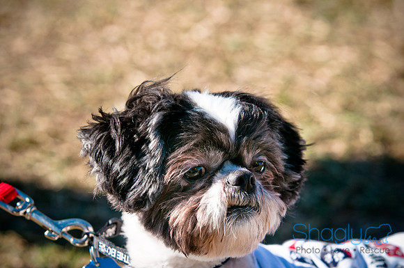 Richardson Pet Day 2010-97