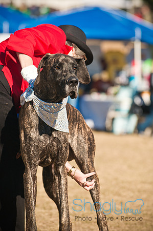 Richardson Pet Day 2010-14