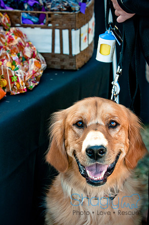 Richardson Pet Day 2010-61