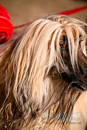 Richardson Pet Day 2010-227