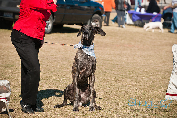 Richardson Pet Day 2010-21