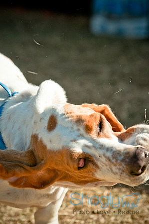 Richardson Pet Day 2010-6