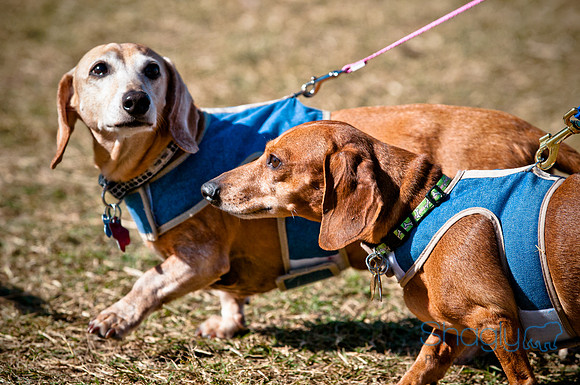 Richardson Pet Day 2010-46