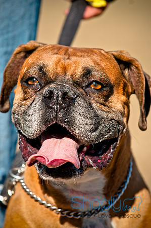 Richardson Pet Day 2010-204