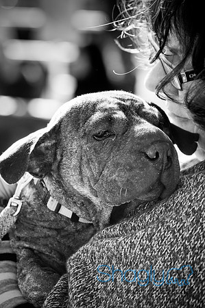 Richardson Pet Day 2010-40