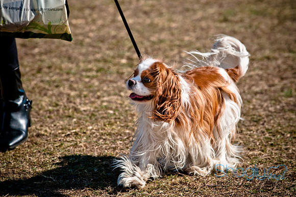 Richardson Pet Day 2010-49