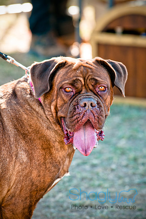 Richardson Pet Day 2010-210