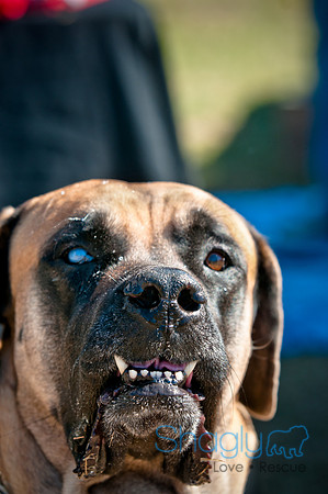 Richardson Pet Day 2010-132