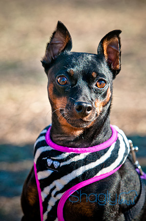 Richardson Pet Day 2010-219