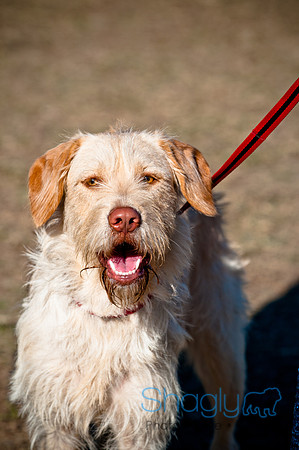Richardson Pet Day 2010-197