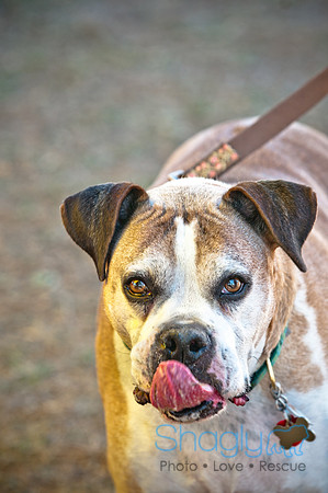 Richardson Pet Day 2010-192