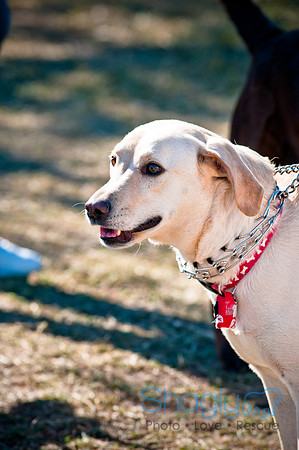 Richardson Pet Day 2010-168