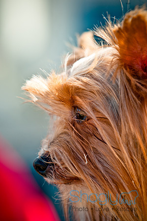 Richardson Pet Day 2010-148