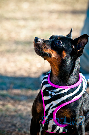 Richardson Pet Day 2010-218