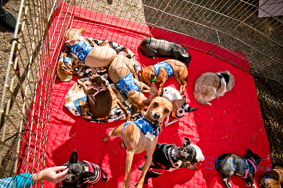 Richardson Pet Day 2010-162