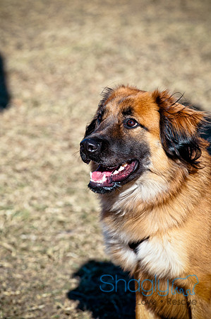 Richardson Pet Day 2010-2