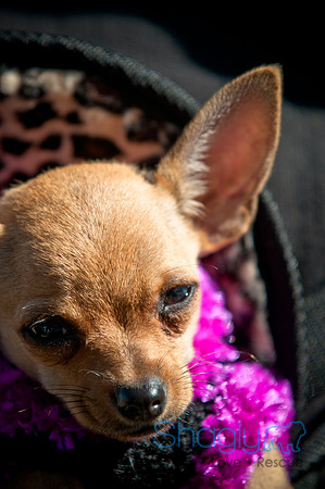 Richardson Pet Day 2010-146