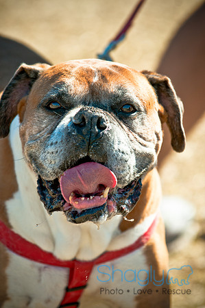Richardson Pet Day 2010-116