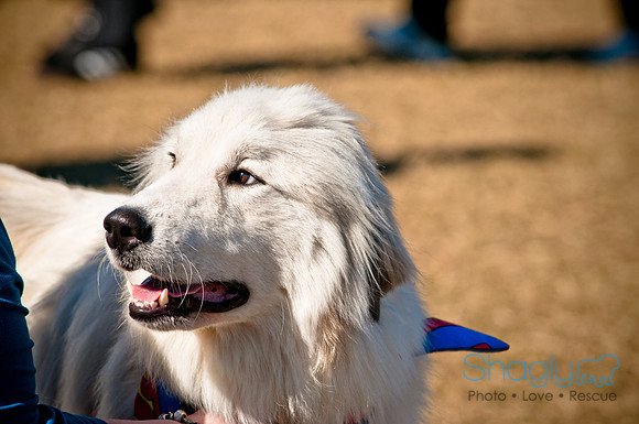 Richardson Pet Day 2010-77