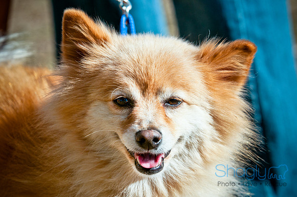 Richardson Pet Day 2010-43