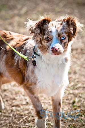 Richardson Pet Day 2010-185