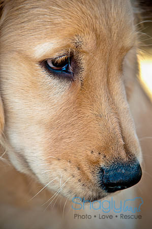 Richardson Pet Day 2010-109