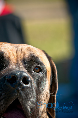 Richardson Pet Day 2010-136