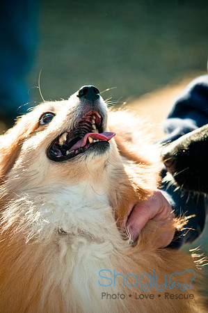 Richardson Pet Day 2010-24