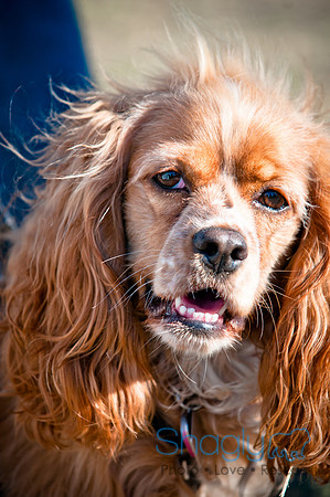 Richardson Pet Day 2010-214