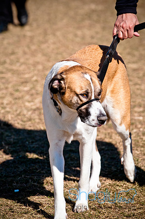 Richardson Pet Day 2010-59