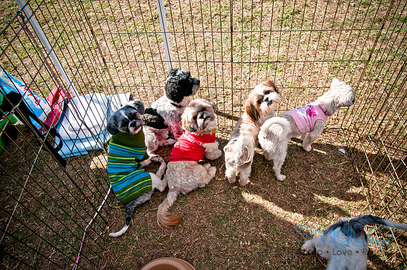 Richardson Pet Day 2010-163