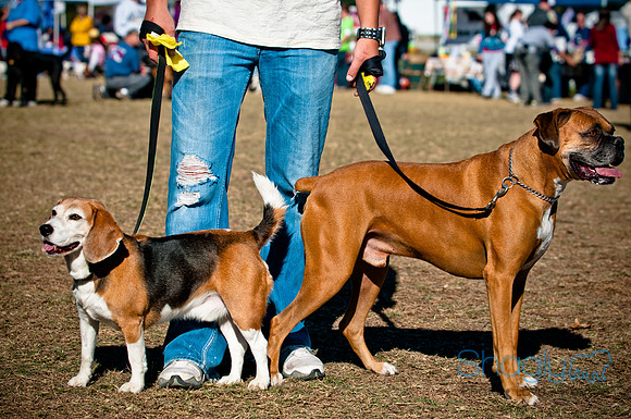 Richardson Pet Day 2010-209