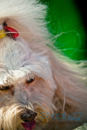 Richardson Pet Day 2010-85