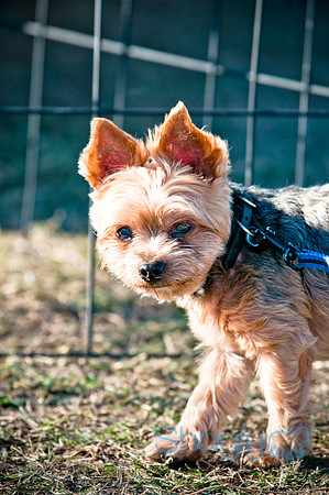 Richardson Pet Day 2010-225