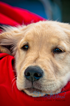 Richardson Pet Day 2010-105