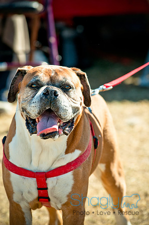 Richardson Pet Day 2010-115