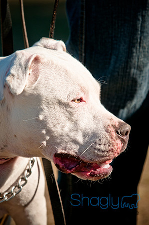 Richardson Pet Day 2010-199