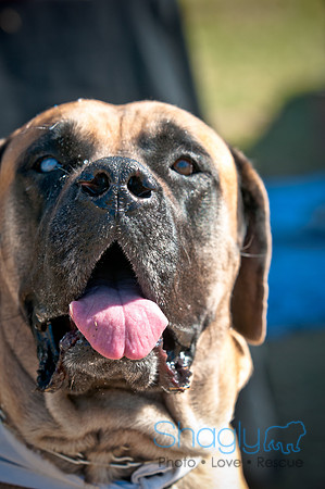 Richardson Pet Day 2010-133