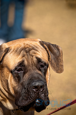 Richardson Pet Day 2010-144