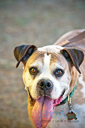 Richardson Pet Day 2010-191