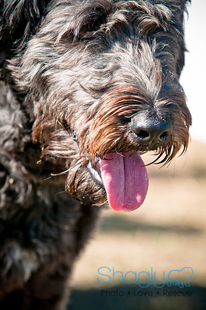 Richardson Pet Day 2010-90