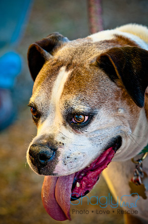 Richardson Pet Day 2010-190