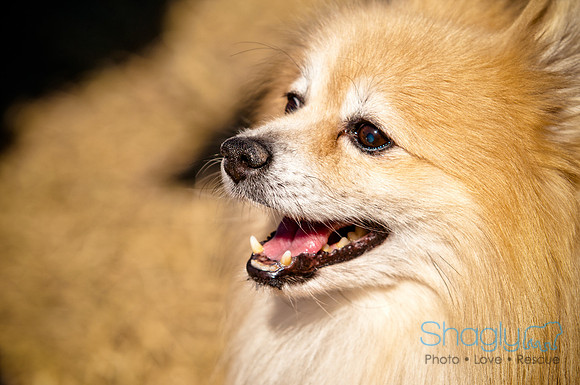 Richardson Pet Day 2010-114