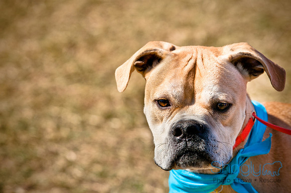 Richardson Pet Day 2010-94