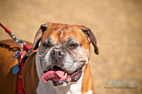 Richardson Pet Day 2010-119