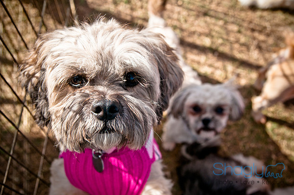 Richardson Pet Day 2010-164