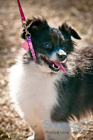 Richardson Pet Day 2010-186