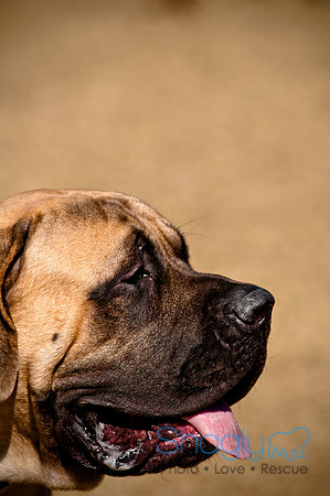 Richardson Pet Day 2010-143